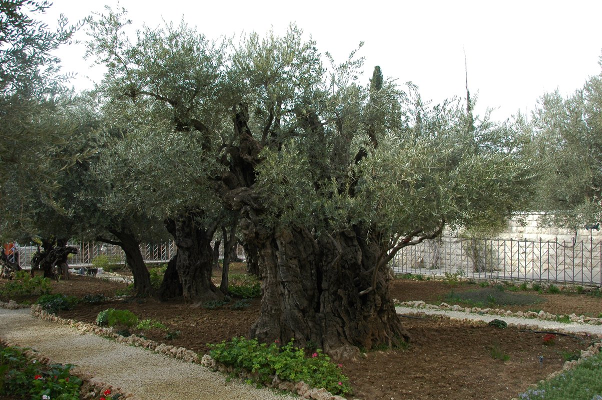 Palestyna Getsenami